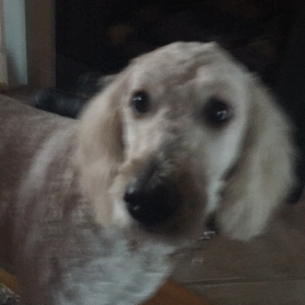 Meet your Posher, Julie